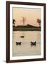 Hippopotamus, Botswana-Michele Westmorland-Framed Photographic Print