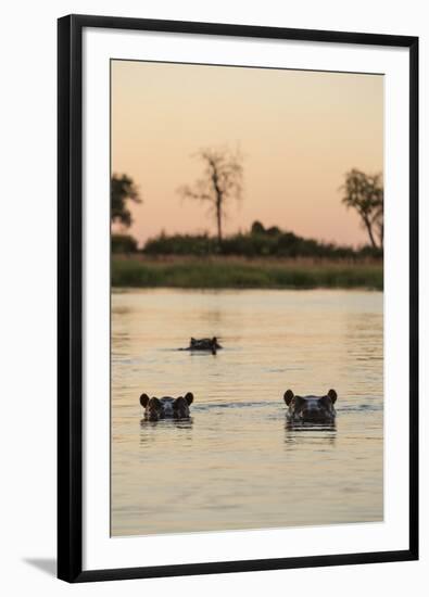 Hippopotamus, Botswana-Michele Westmorland-Framed Photographic Print