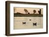 Hippopotamus, Botswana-Michele Westmorland-Framed Photographic Print