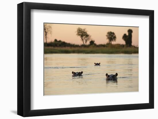 Hippopotamus, Botswana-Michele Westmorland-Framed Photographic Print