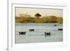 Hippopotamus, Botswana-Michele Westmorland-Framed Photographic Print