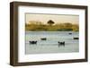 Hippopotamus, Botswana-Michele Westmorland-Framed Photographic Print