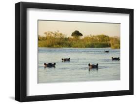 Hippopotamus, Botswana-Michele Westmorland-Framed Photographic Print