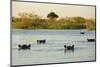 Hippopotamus, Botswana-Michele Westmorland-Mounted Photographic Print