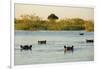 Hippopotamus, Botswana-Michele Westmorland-Framed Photographic Print