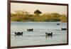 Hippopotamus, Botswana-Michele Westmorland-Framed Photographic Print