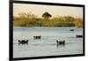 Hippopotamus, Botswana-Michele Westmorland-Framed Photographic Print