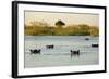 Hippopotamus, Botswana-Michele Westmorland-Framed Photographic Print
