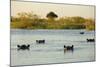 Hippopotamus, Botswana-Michele Westmorland-Mounted Photographic Print