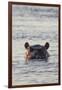 Hippopotamus, Botswana-Michele Westmorland-Framed Photographic Print