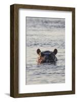 Hippopotamus, Botswana-Michele Westmorland-Framed Photographic Print