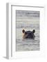 Hippopotamus, Botswana-Michele Westmorland-Framed Photographic Print