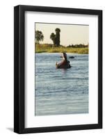 Hippopotamus, Botswana-Michele Westmorland-Framed Photographic Print