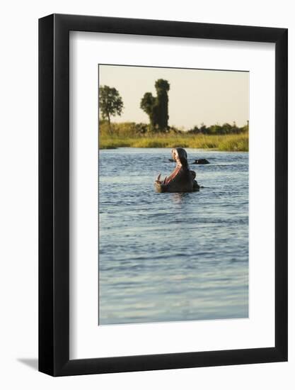 Hippopotamus, Botswana-Michele Westmorland-Framed Photographic Print