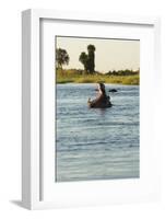 Hippopotamus, Botswana-Michele Westmorland-Framed Photographic Print