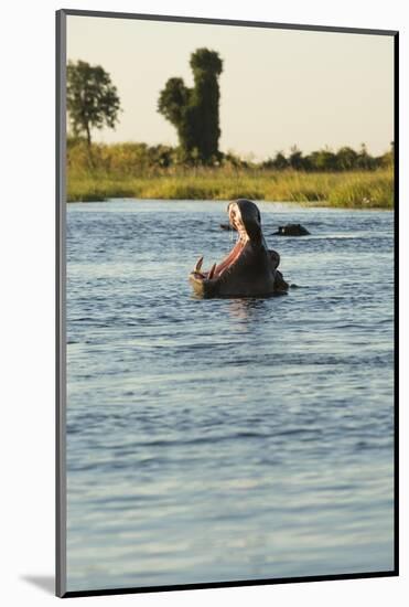 Hippopotamus, Botswana-Michele Westmorland-Mounted Photographic Print