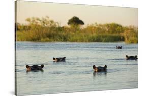 Hippopotamus, Botswana-Michele Westmorland-Stretched Canvas