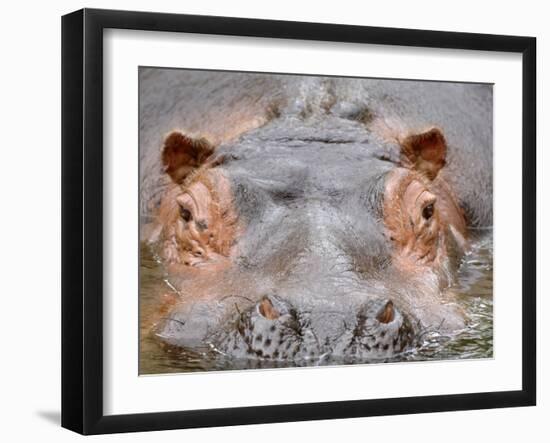 Hippopotamus Face Close-Up Surfacing from Water. Captive, Iucn Red List of Vulnerable Species-Eric Baccega-Framed Photographic Print