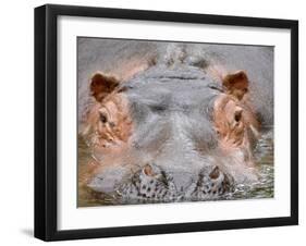 Hippopotamus Face Close-Up Surfacing from Water. Captive, Iucn Red List of Vulnerable Species-Eric Baccega-Framed Photographic Print