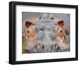 Hippopotamus Face Close-Up Surfacing from Water. Captive, Iucn Red List of Vulnerable Species-Eric Baccega-Framed Photographic Print