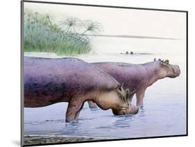 Hippopotamus Gorgops-null-Mounted Photographic Print