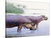 Hippopotamus Gorgops-null-Stretched Canvas
