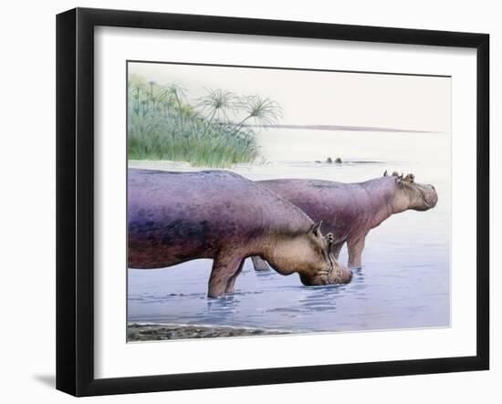 Hippopotamus Gorgops-null-Framed Premium Photographic Print