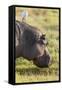 Hippopotamus Grazing, Amboseli National Park, Kenya-Martin Zwick-Framed Stretched Canvas