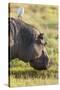 Hippopotamus Grazing, Amboseli National Park, Kenya-Martin Zwick-Stretched Canvas