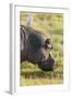 Hippopotamus Grazing, Amboseli National Park, Kenya-Martin Zwick-Framed Photographic Print