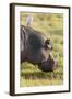 Hippopotamus Grazing, Amboseli National Park, Kenya-Martin Zwick-Framed Photographic Print