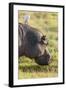 Hippopotamus Grazing, Amboseli National Park, Kenya-Martin Zwick-Framed Photographic Print