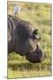 Hippopotamus Grazing, Amboseli National Park, Kenya-Martin Zwick-Mounted Photographic Print