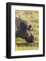Hippopotamus Grazing, Amboseli National Park, Kenya-Martin Zwick-Framed Photographic Print