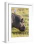 Hippopotamus Grazing, Amboseli National Park, Kenya-Martin Zwick-Framed Photographic Print