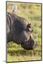 Hippopotamus Grazing, Amboseli National Park, Kenya-Martin Zwick-Mounted Photographic Print