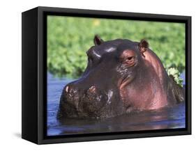 Hippopotamus Head Above Water, Kruger National Park, South Africa-Tony Heald-Framed Stretched Canvas