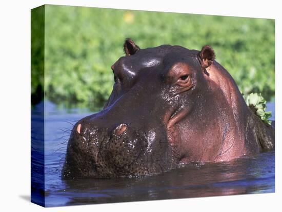 Hippopotamus Head Above Water, Kruger National Park, South Africa-Tony Heald-Stretched Canvas