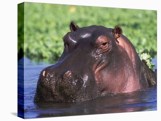 Hippopotamus Head Above Water, Kruger National Park, South Africa-Tony Heald-Stretched Canvas