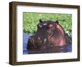 Hippopotamus Head Above Water, Kruger National Park, South Africa-Tony Heald-Framed Premium Photographic Print