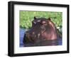 Hippopotamus Head Above Water, Kruger National Park, South Africa-Tony Heald-Framed Premium Photographic Print