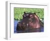 Hippopotamus Head Above Water, Kruger National Park, South Africa-Tony Heald-Framed Premium Photographic Print