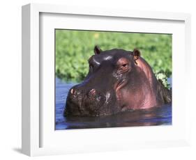 Hippopotamus Head Above Water, Kruger National Park, South Africa-Tony Heald-Framed Premium Photographic Print