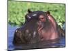 Hippopotamus Head Above Water, Kruger National Park, South Africa-Tony Heald-Mounted Premium Photographic Print