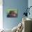 Hippopotamus Head Above Water, Kruger National Park, South Africa-Tony Heald-Photographic Print displayed on a wall