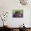 Hippopotamus Head Above Water, Kruger National Park, South Africa-Tony Heald-Photographic Print displayed on a wall