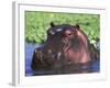 Hippopotamus Head Above Water, Kruger National Park, South Africa-Tony Heald-Framed Photographic Print