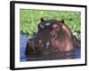 Hippopotamus Head Above Water, Kruger National Park, South Africa-Tony Heald-Framed Photographic Print