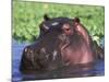 Hippopotamus Head Above Water, Kruger National Park, South Africa-Tony Heald-Mounted Photographic Print