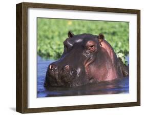 Hippopotamus Head Above Water, Kruger National Park, South Africa-Tony Heald-Framed Photographic Print